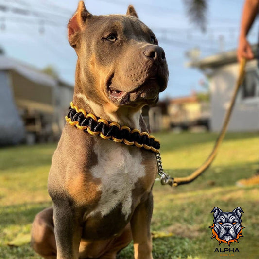 COLLIER + LAISSE "BLACK & YELLOW ARMY"