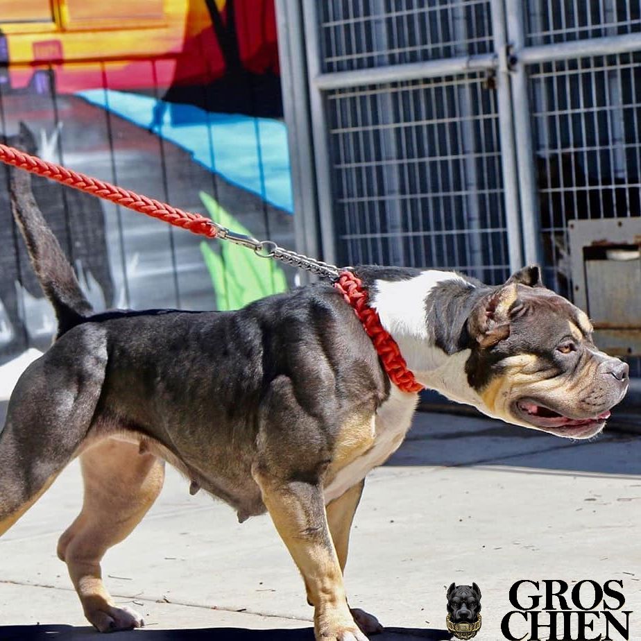 Laisse pour gros chien