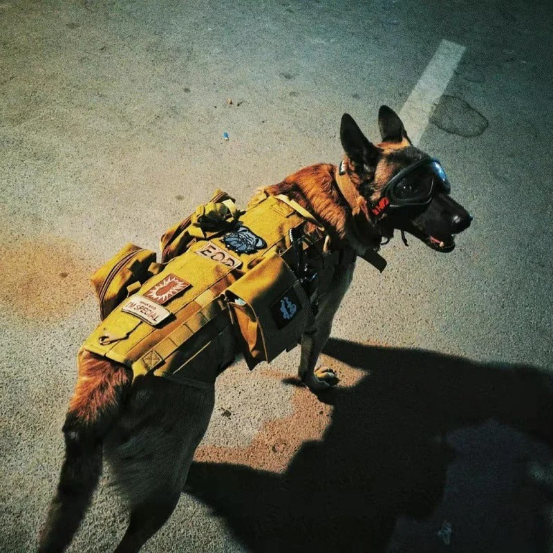 Harnais pour gros chien